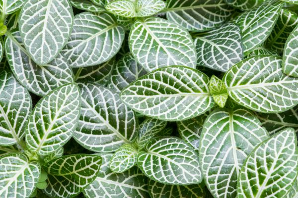 Fittonia : tout savoir sur cette plante d'intérieur au feuillage graphique