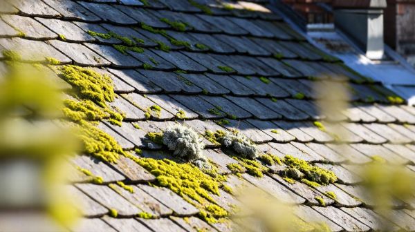 Solutions efficaces contre les mousses et lichens sur le toit